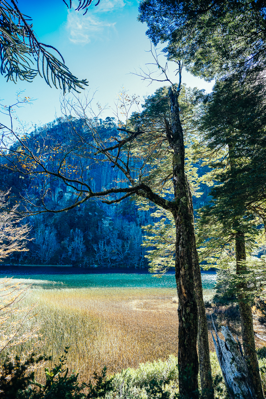Lago turquesa visto desde el bosque